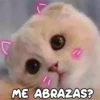 Gatitos 4 29