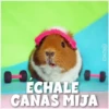 Guinea Chat 🐹 28