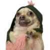 Perritos 29