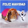 Guinea Chat 🐹 29