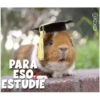 Guinea Chat 🐹 30