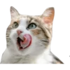 Gatitos 6