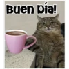 Gatitos 5