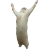Gatitos 7