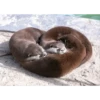 Otters Moods 5