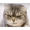 Gatitos 7