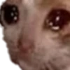 Gatos uwu 6