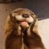 Otters Moods 6
