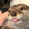 Otters Moods 7