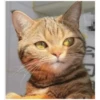 Gatitos 8