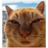 Gatitos 9