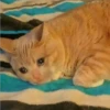 Gatitos 10