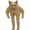 Gatos uwu 8