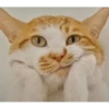 Gatitos 11