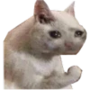 Gatos uwu 9