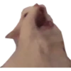 Gatos uwu 10