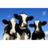 COW 11