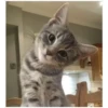 Gatitos 12