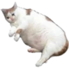 Gatos uwu 11