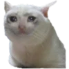 Gatos uwu 12