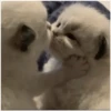 Gatitos 13