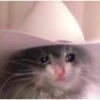 Gatos uwu 13