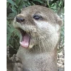 Otters Moods 9