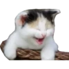 Gatitos 9