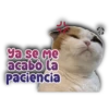 JU Ya se me acabó la Paciencia Persy