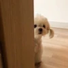 olA PUTA 9