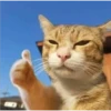 Gatitos 14