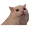 Gatos uwu 15