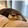 Otters Moods 10