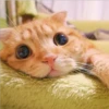 Gatitos 15