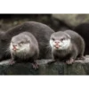 Otters Moods 11