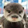 Otters Moods 12