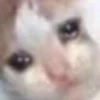 Gatos uwu 16