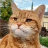 Gatitos 16