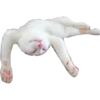 Gatitos 13