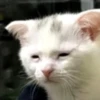 Gatos uwu 18