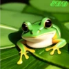 Frogs 15