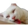 Gatitos 14