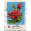 Flores 21
