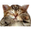 Gatitos 15