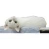 Gatitos 16