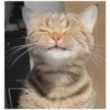 Gatitos 17