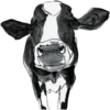 COW 16
