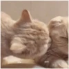 Gatitos 18
