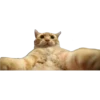 Gatitos 17