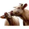 COW 17